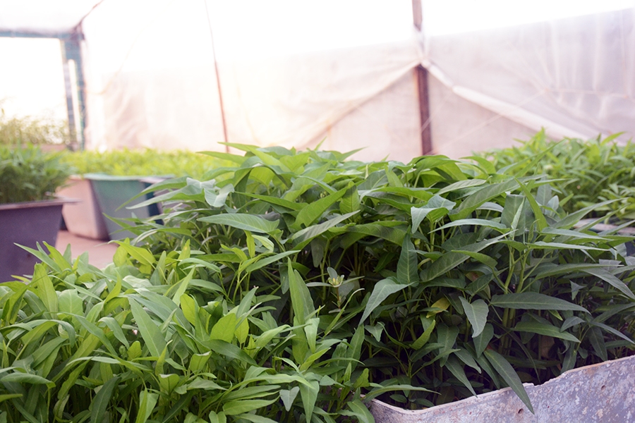 Rau muống được trồng phổ biến tại các đảo.